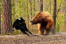 Не будет продления сроков медвежьей охоты в Томской области Не будет продления сроков медвежьей охоты в Томской области
