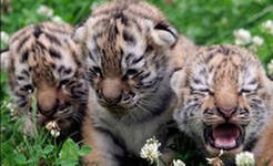 Экологи выясняют, почему тигрята оказались одни Экологи выясняют, почему тигрята оказались одни