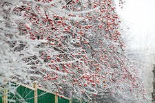 "Ледяной дождь" начнется в Москве в четверг "Ледяной дождь" начнется в Москве в четверг