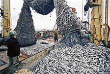 Рыбаки Приморья выловили около 735 тысяч тонн рыбы и морепродуктов Рыбаки Приморья выловили около 735 тысяч тонн рыбы и морепродуктов