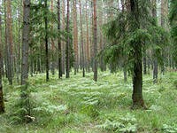 21 миллиард рублей потребует кадастровый учет земель лесного фонда 21 миллиард рублей потребует кадастровый учет земель лесного фонда