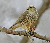 Редкие охотничьи птицы покинули территорию России Редкие охотничьи птицы покинули территорию России