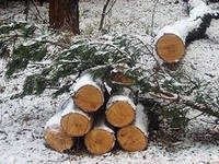 389 лиственниц вырубил житель Томпонского района Якутии. 389 лиственниц вырубил житель Томпонского района Якутии.